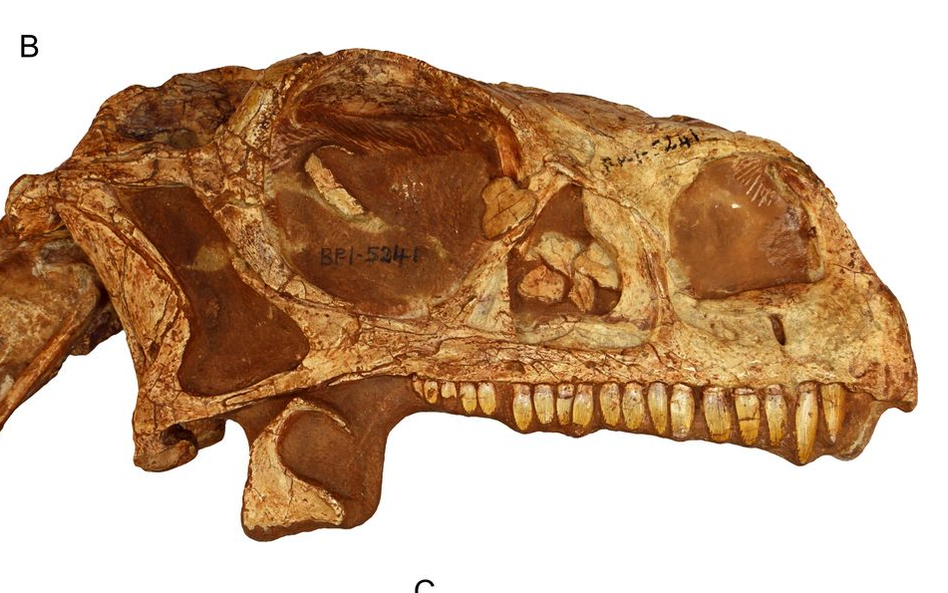 Wydrukuj sobie dinozaura