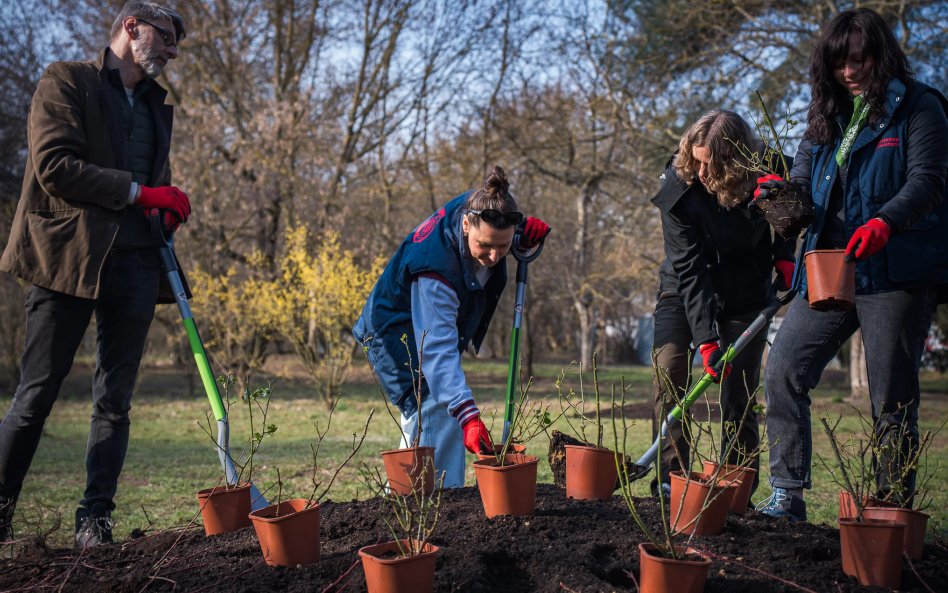 Sadzenie róż rozpoczęło się pod koniec marca