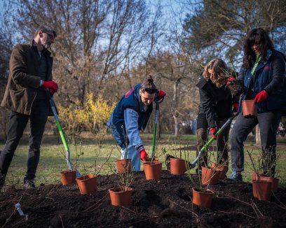 Sadzenie róż rozpoczęło się pod koniec marca