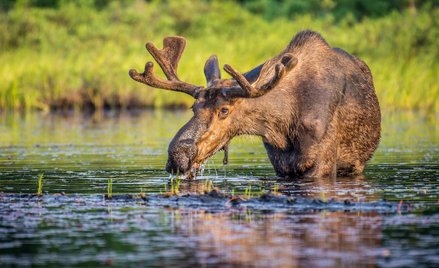 Ośmiolatka zabiła łosia. "Poradziła sobie z bronią jak mistrz"