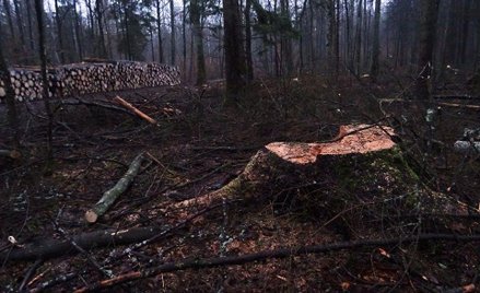Zdaniem aktywistów z Fundacji "Dzika Polska" w Puszczy Białowieskiej trwa wycinka drzew.