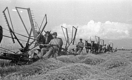 Wielkie gospodarstwa rolne ziem zachodnich (na zdjęciu jedno z nich, 1947 r.) były nowej władzy po p