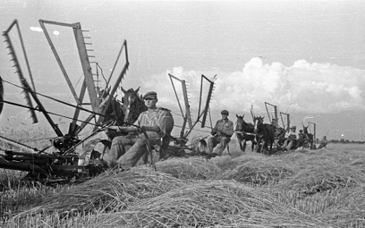 Wielkie gospodarstwa rolne ziem zachodnich (na zdjęciu jedno z nich, 1947 r.) były nowej władzy po p