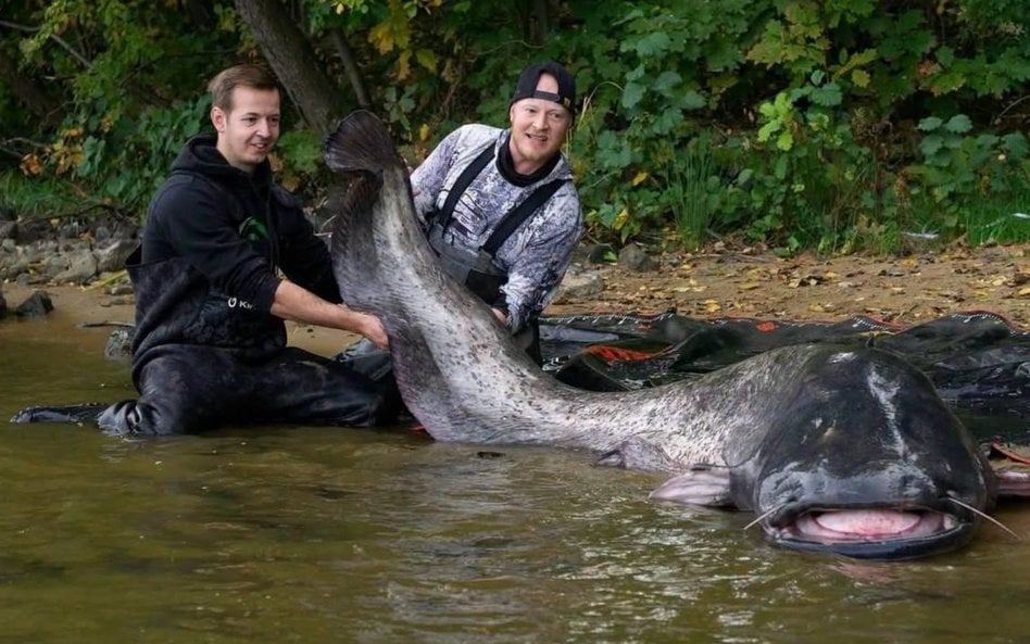 Najdłuższy złowiony sum na świecie mierzył 292 cm