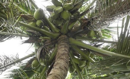 Kokosy używane są w krajach tropikalnych jako baza pożywienia.