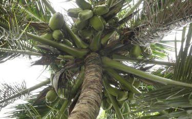 Kokosy używane są w krajach tropikalnych jako baza pożywienia.