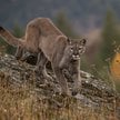 Niemiecka policja poszukuje pumy w pobliżu lotniska w Monachium