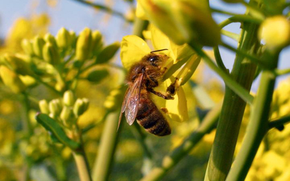 Pszczoły mają trudności z zapylaniem. Powodem zanieczyszczone powietrze