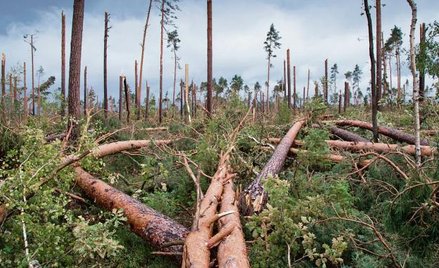 Sierpniowe nawałnice zniszczyły w całym kraju ok. 44,6 tys. hektarów lasów.