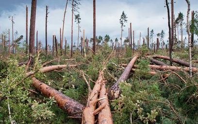 Sierpniowe nawałnice zniszczyły w całym kraju ok. 44,6 tys. hektarów lasów.