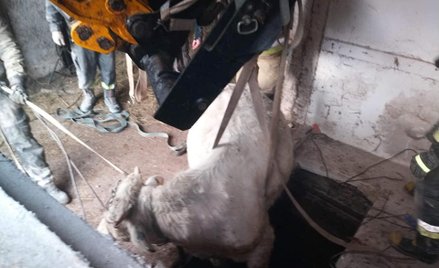 Młody byk wpadł do szamba. Uratowali go strażacy.