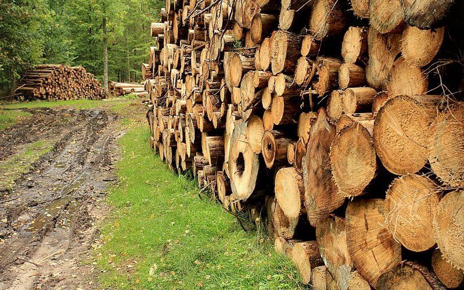 KE zarzuca Polsce wadliwe wykonanie wyroku TSUE ws. Białowieży