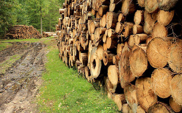 Wyrok TSUE ws. wycinki drzew w Puszczy Białowieskiej