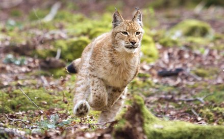 Zdjęcia kręcone na Podlasiu to ok. 10 proc. całego filmu.