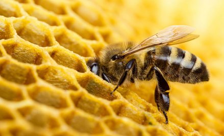 Para z Hiszpanii miała w ścianie sypialni 80 tys. pszczół