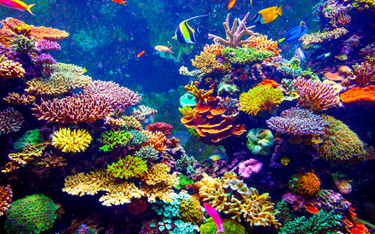 Hawaje chronią rafy koralowe. Zakaz sprzedaży olejków do opalania