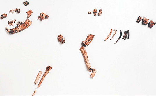 W Niemczech (Oberkassel na przedmieściach Bonn) podczas prac budowlanych w 1914 r. robotnicy odkryli