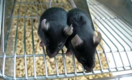 Myszy z wyhodowanych w laboratorium plemników okazały się zdrowe i płodne