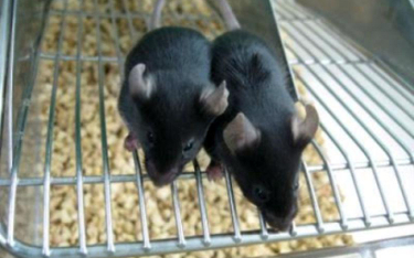 Myszy z wyhodowanych w laboratorium plemników okazały się zdrowe i płodne