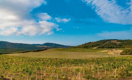 Robert Mazurek: Bomby w winnicy