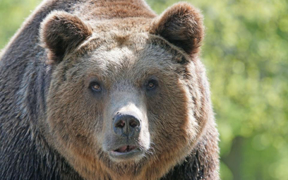Kamczatka - niedźwiedź zaatakował turystykę