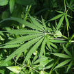 Onkolodzy: marihuana nie leczy