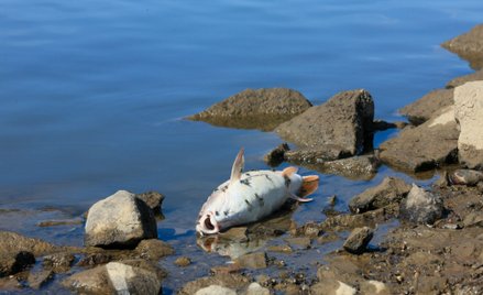 Śnięta ryba na brzegu Odry