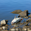 Śnięta ryba na brzegu Odry