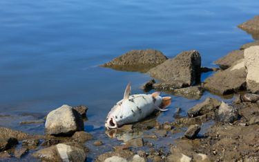Śnięta ryba na brzegu Odry