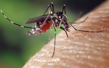 Komar tygrysi, Aedes albopictus (domena publiczna/James Gathany)