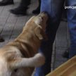 Policjanci z psami szukali narkotyków u uczestników festiwalu muzyki elektronicznej