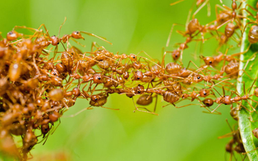 Mrówki farmakologiczne