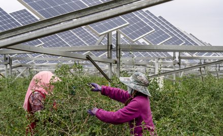 Chińskie farmy fotowoltaiczne coraz częściej łączone są z produkcją rolną. Na zdjęciu farma w Yinchu