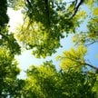 Drzewa pod ochroną – obowiązki i odpowiedzialność prawna