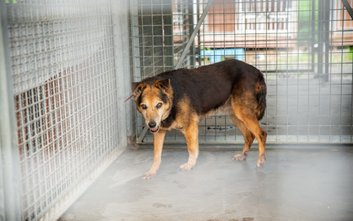 Schronisko Na Paluchu co roku przypomina, że zwierzęta nie powinny być traktowane jako świąteczne up