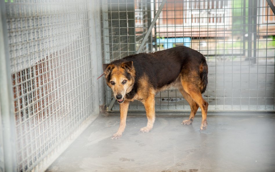 Schronisko Na Paluchu co roku przypomina, że zwierzęta nie powinny być traktowane jako świąteczne up