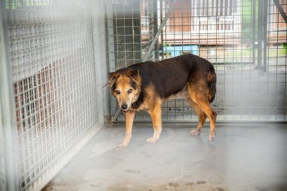 Schronisko Na Paluchu co roku przypomina, że zwierzęta nie powinny być traktowane jako świąteczne up