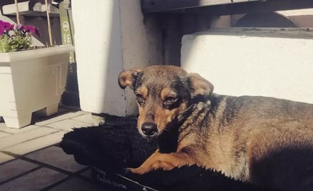 Mężczyzna i jego pies szli pięć dni, aby uciec z oblężonego Mariupola