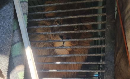 Lew Simba