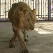 Trwa walka o życie niedożywionych lwów