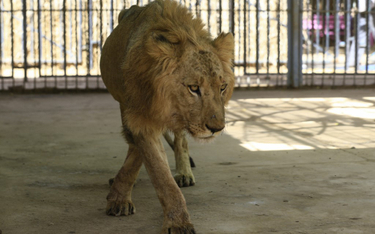 Trwa walka o życie niedożywionych lwów