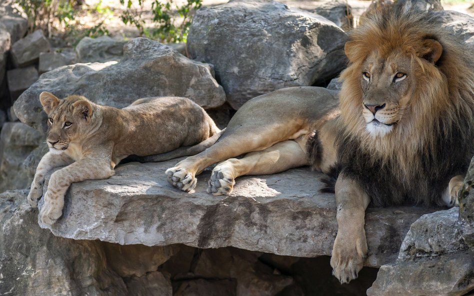 Ogrody zoologiczne z Anglii będą musiały zabijać zwierzęta?