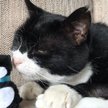 Wielka Brytania: Kot Palmerston wrócił do Ministerstwa Spraw Zagranicznych