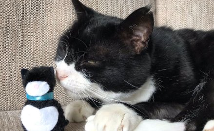 Wielka Brytania: Kot Palmerston wrócił do Ministerstwa Spraw Zagranicznych