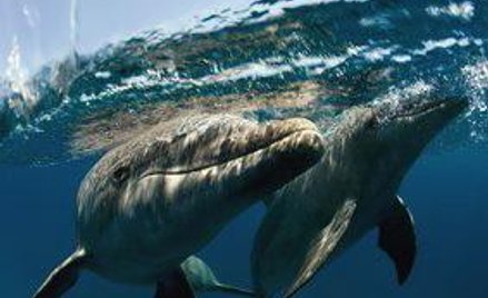 Mózg delfinów pozwala im przetrwać w środowisku