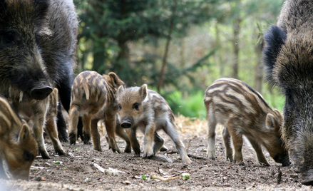 Premia finansowa za zastrzelenie ciężarnej lochy