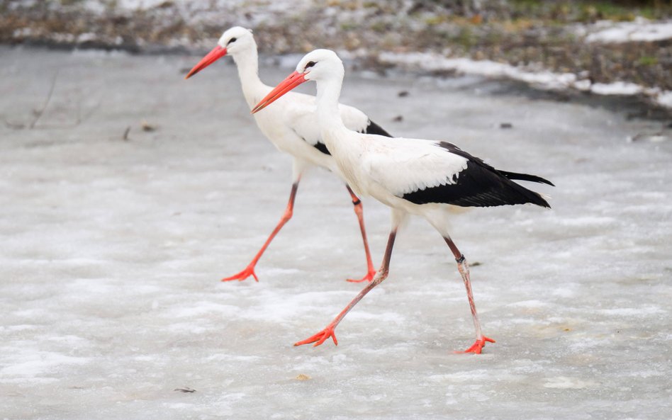 Prognoza pogody wskazuje na nadejście wiosny