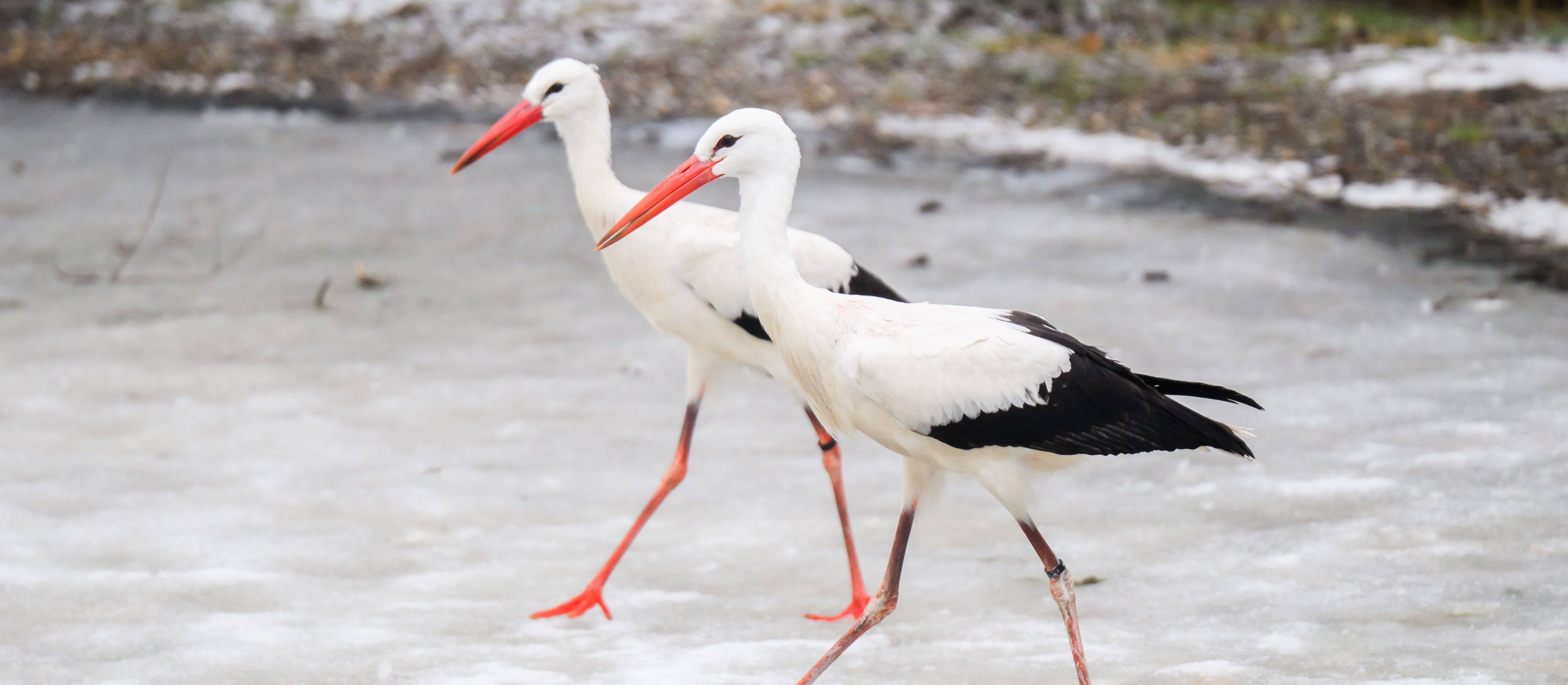 Ślisko na drogach, a za kilka dni choćby plus 15 stopni. Nadchodzi wiosna