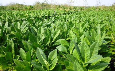 Akcyza: nielegalne uprawy tytoniu do zaorania