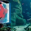 Od pół wieku żywa jest idea zasiedlenia głębin oceanicznych. Najbardziej rozpropagował ją Jacques – 